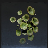 Lotus leaf