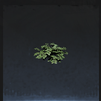 Shrub