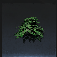Shrub