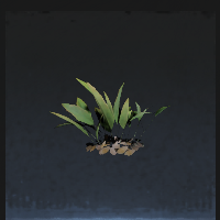 Small plant