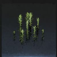 Grass