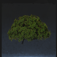 Shrub