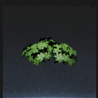 Small plant