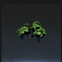 Small plant
